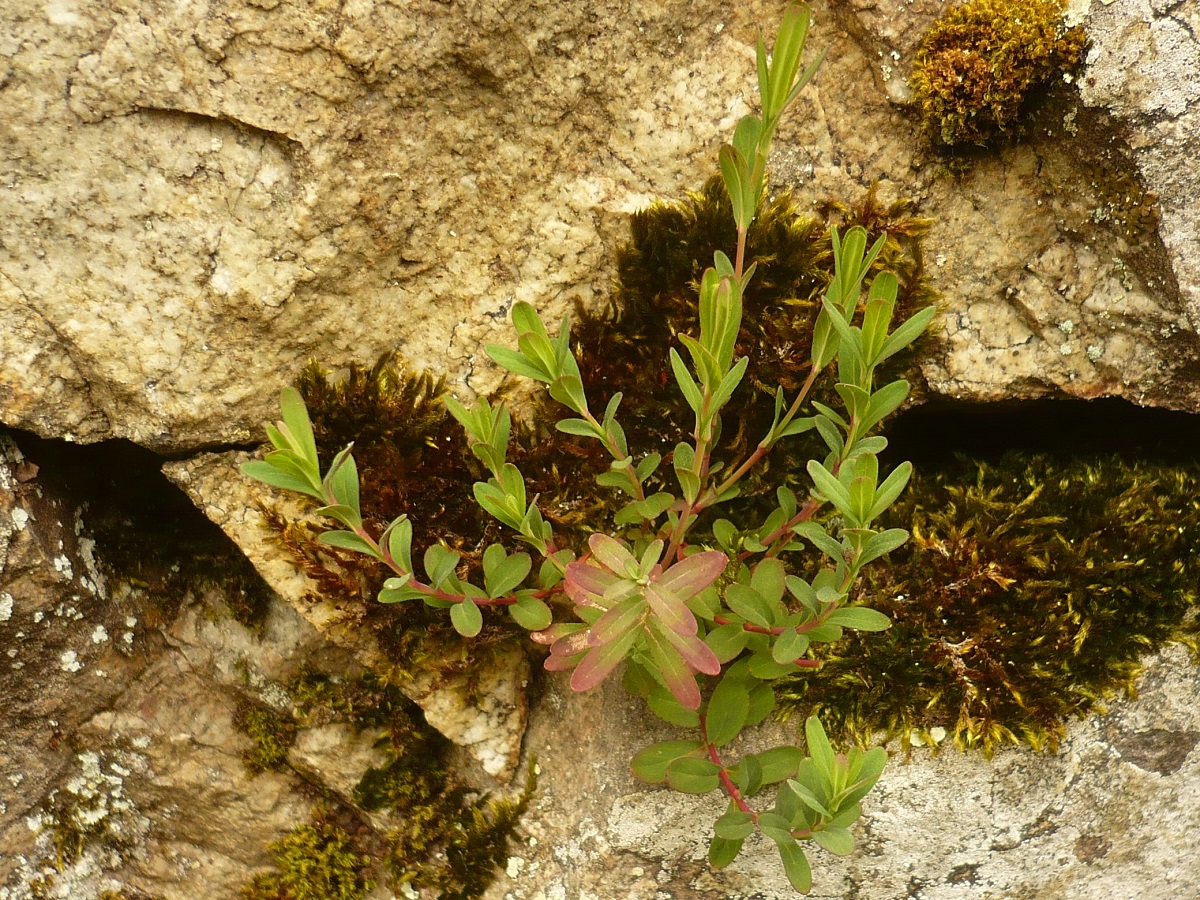 Hypericum linariifolium (Hypericaceae)